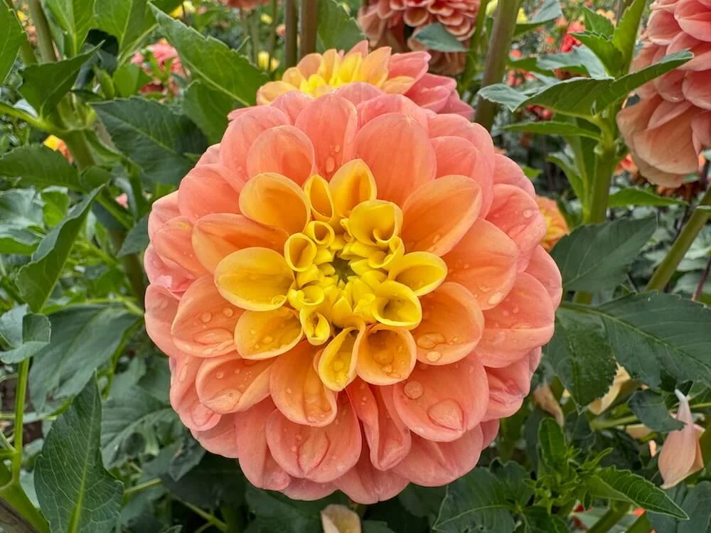 Dahlia 'Oh Honey!' (Oh Honey! Dahlia) — Northwest Blooms